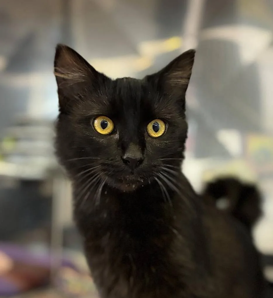 Pepsi - Domestic Medium Hair cat available for adoption at SPCA New Zealand in Whangārei