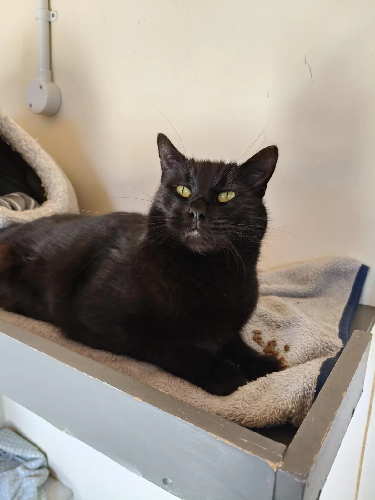 Spider - Domestic Short Hair cat available for adoption at SPCA New Zealand in Renwick