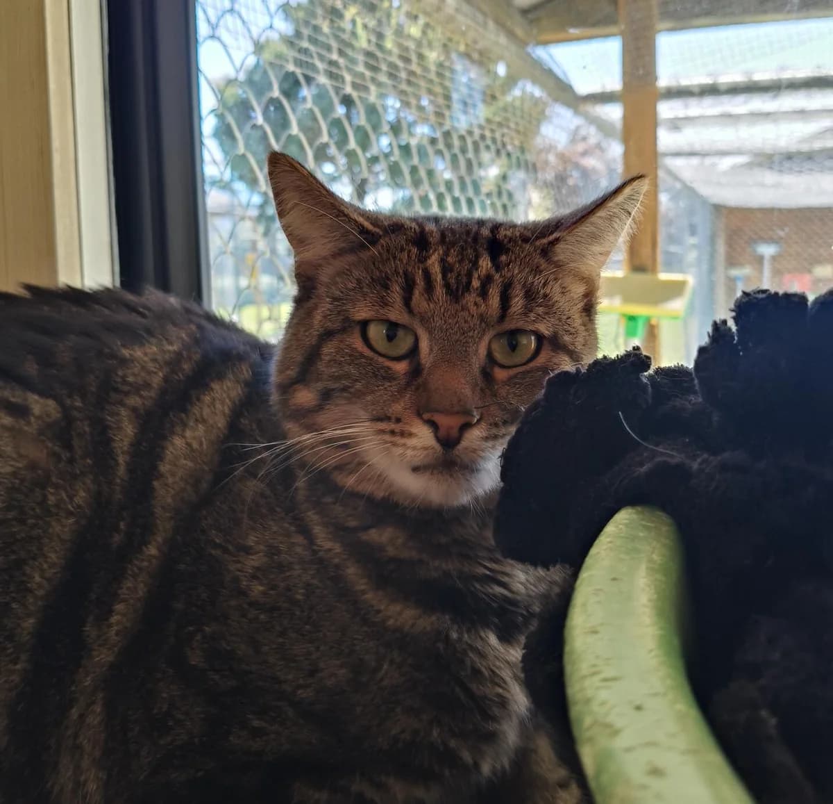 Cricket - Domestic Short Hair cat available for adoption at SPCA New Zealand in Renwick