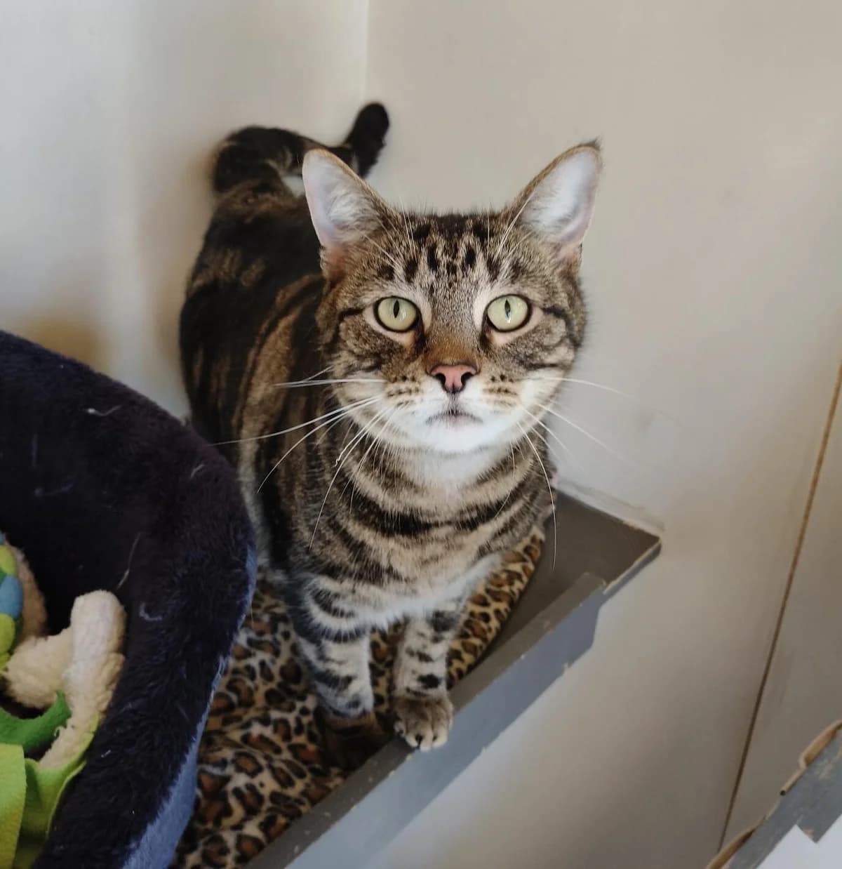 Moth - Domestic Short Hair cat available for adoption at SPCA New Zealand in Renwick