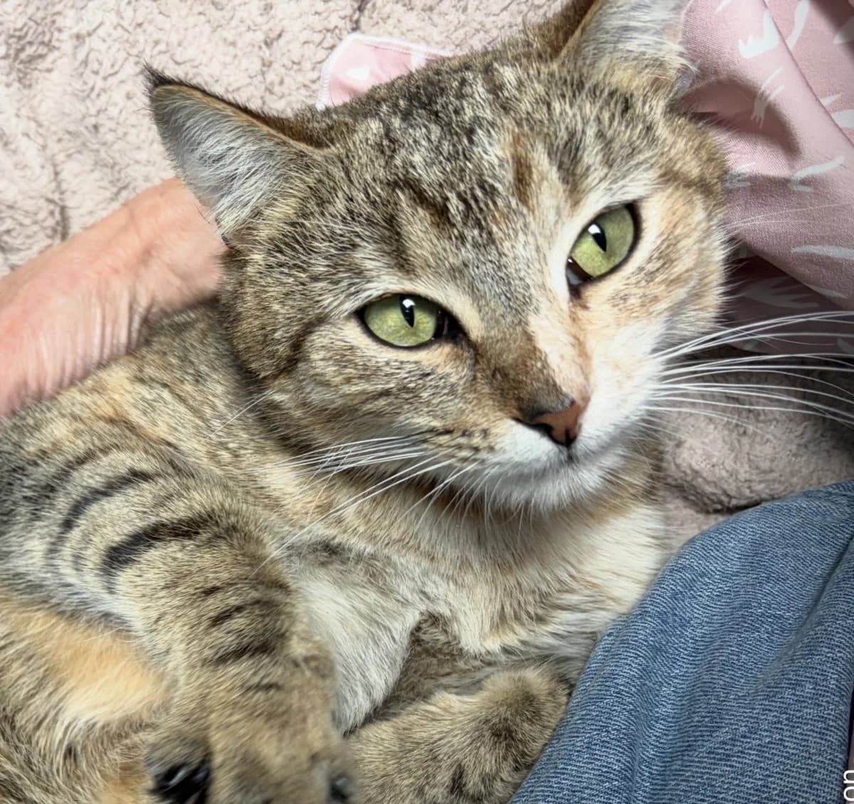 Moon - Domestic Short Hair cat available for adoption at SPCA New Zealand in Taupō