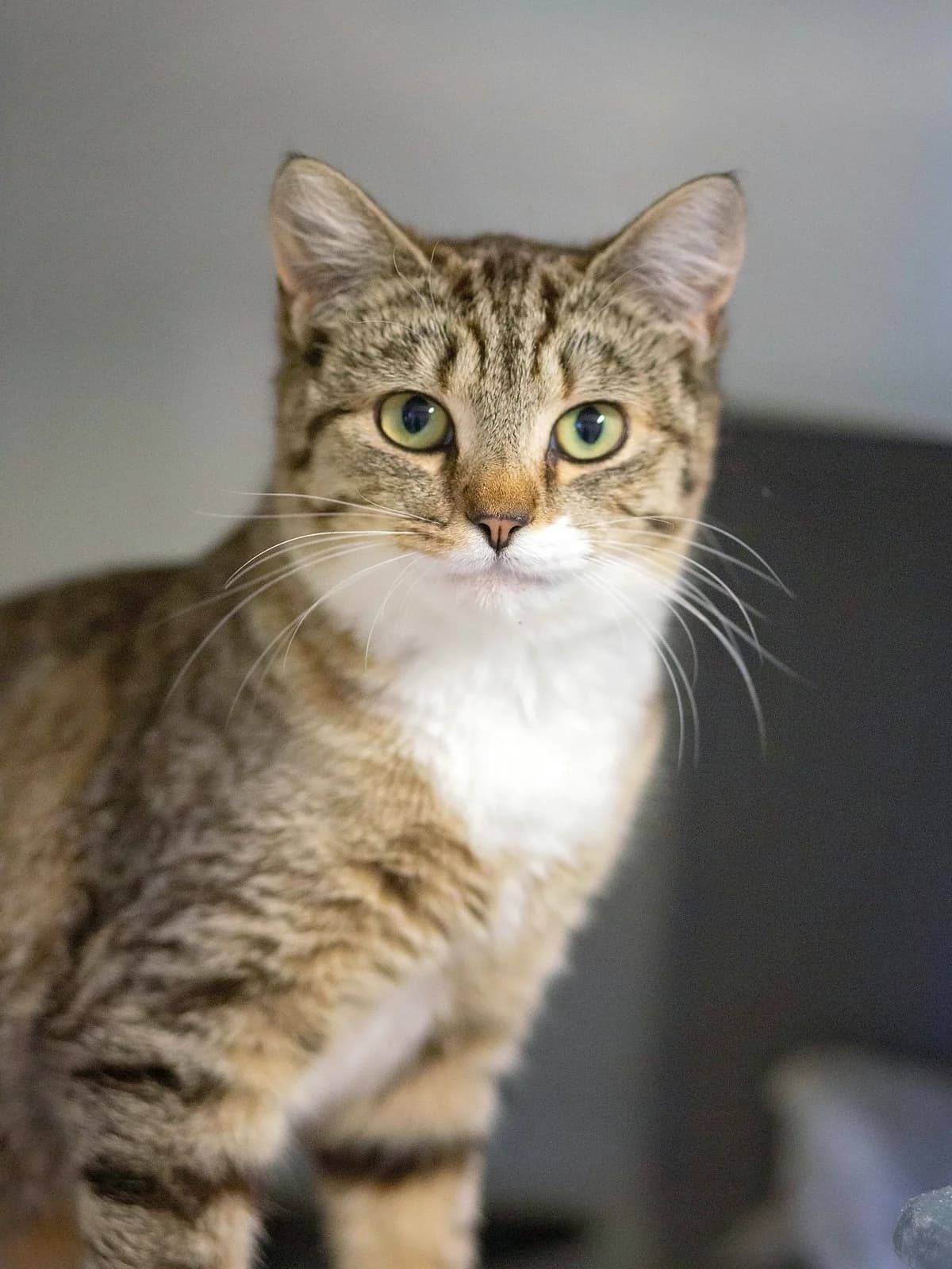 Marnie - Domestic Short Hair cat available for adoption at SPCA New Zealand in Whanganui