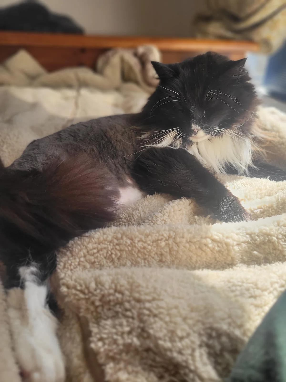 Meredith Gray - Domestic Longhair cat available for adoption in Hamilton