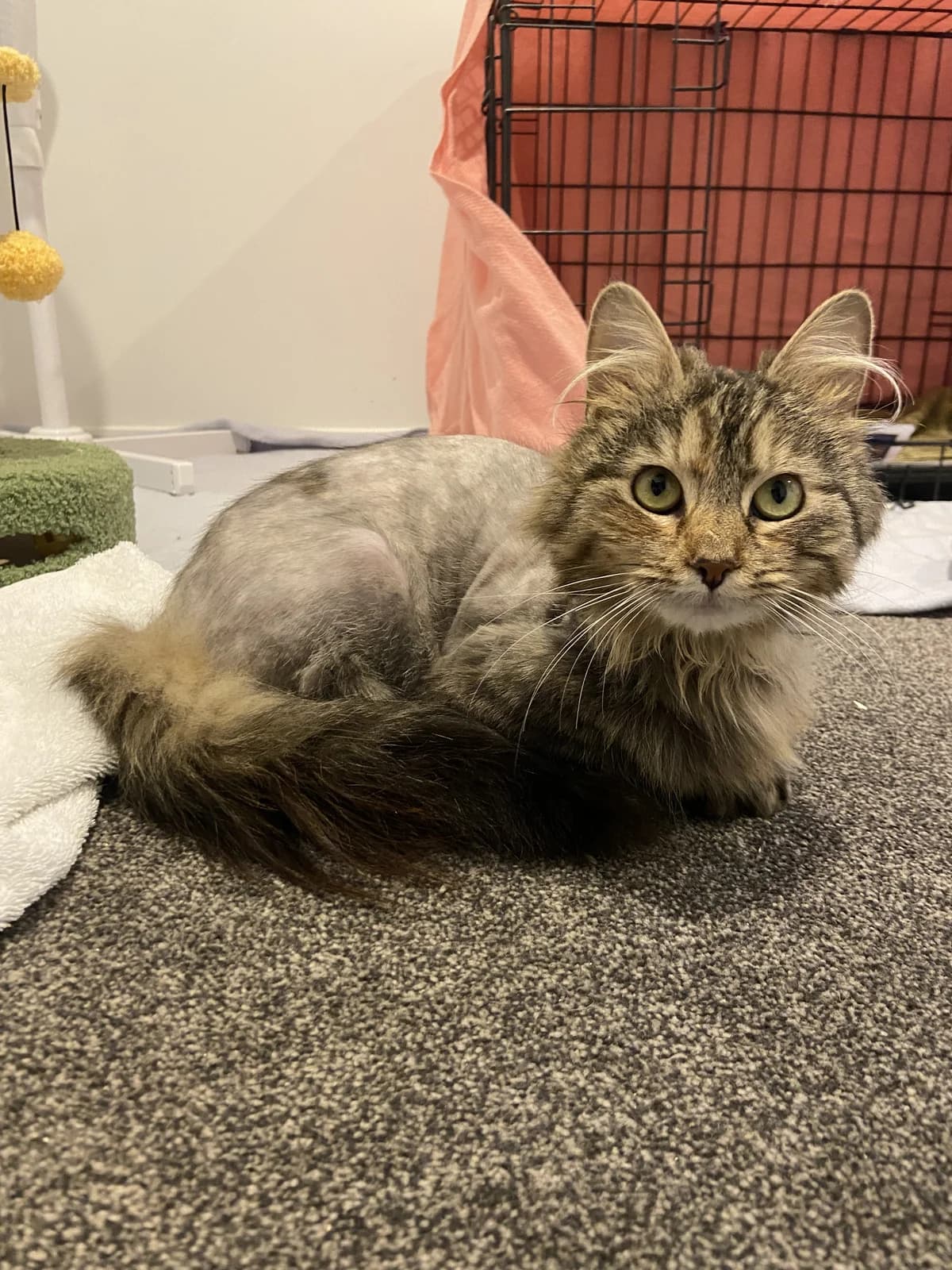 Wasabi - Domestic Longhair cat available for adoption at SPCA New Zealand in Christchurch