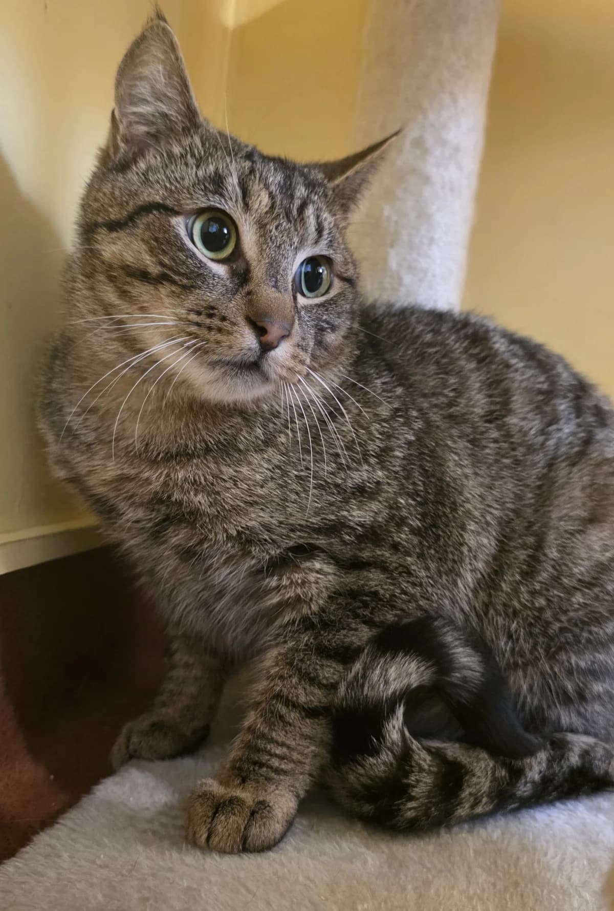 Rabbit - Domestic Short Hair cat available for adoption at SPCA New Zealand in Dunedin
