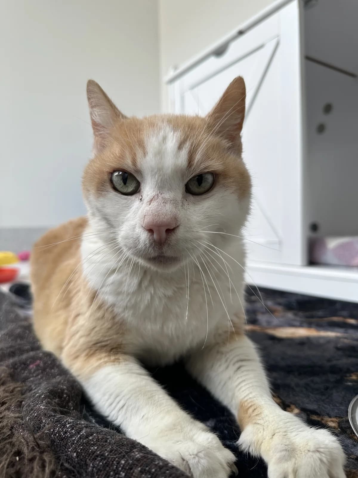 Hank - Domestic Short Hair cat available for adoption at SPCA New Zealand in Auckland