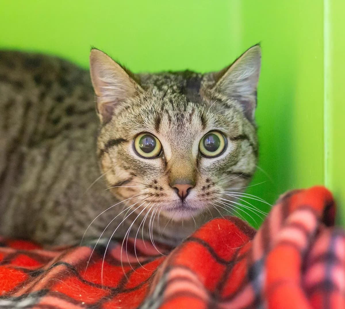 Bandit - Domestic Short Hair cat available for adoption at SPCA New Zealand in Whanganui