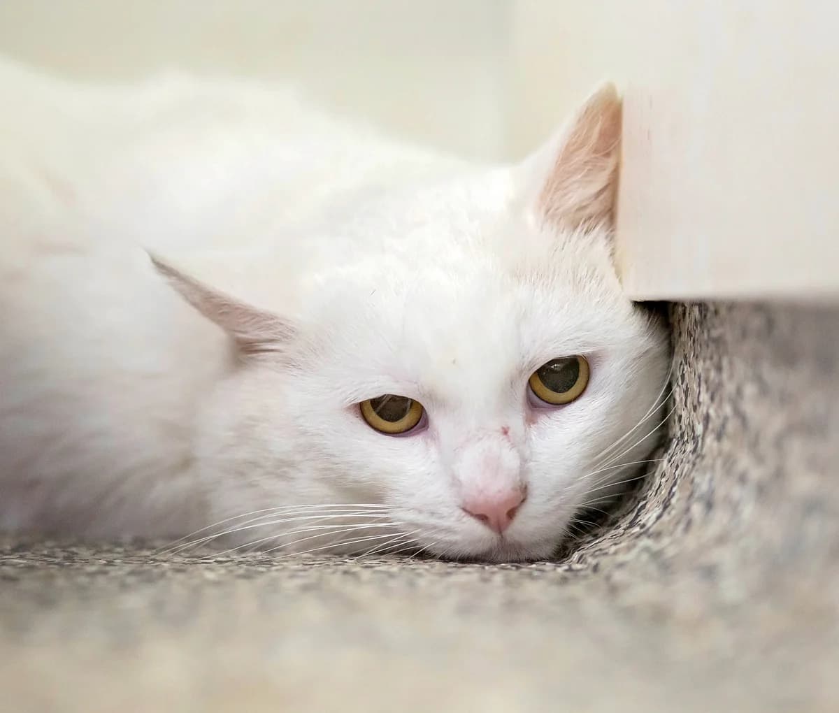 Mayo - Domestic Short Hair cat available for adoption at SPCA New Zealand in Whanganui