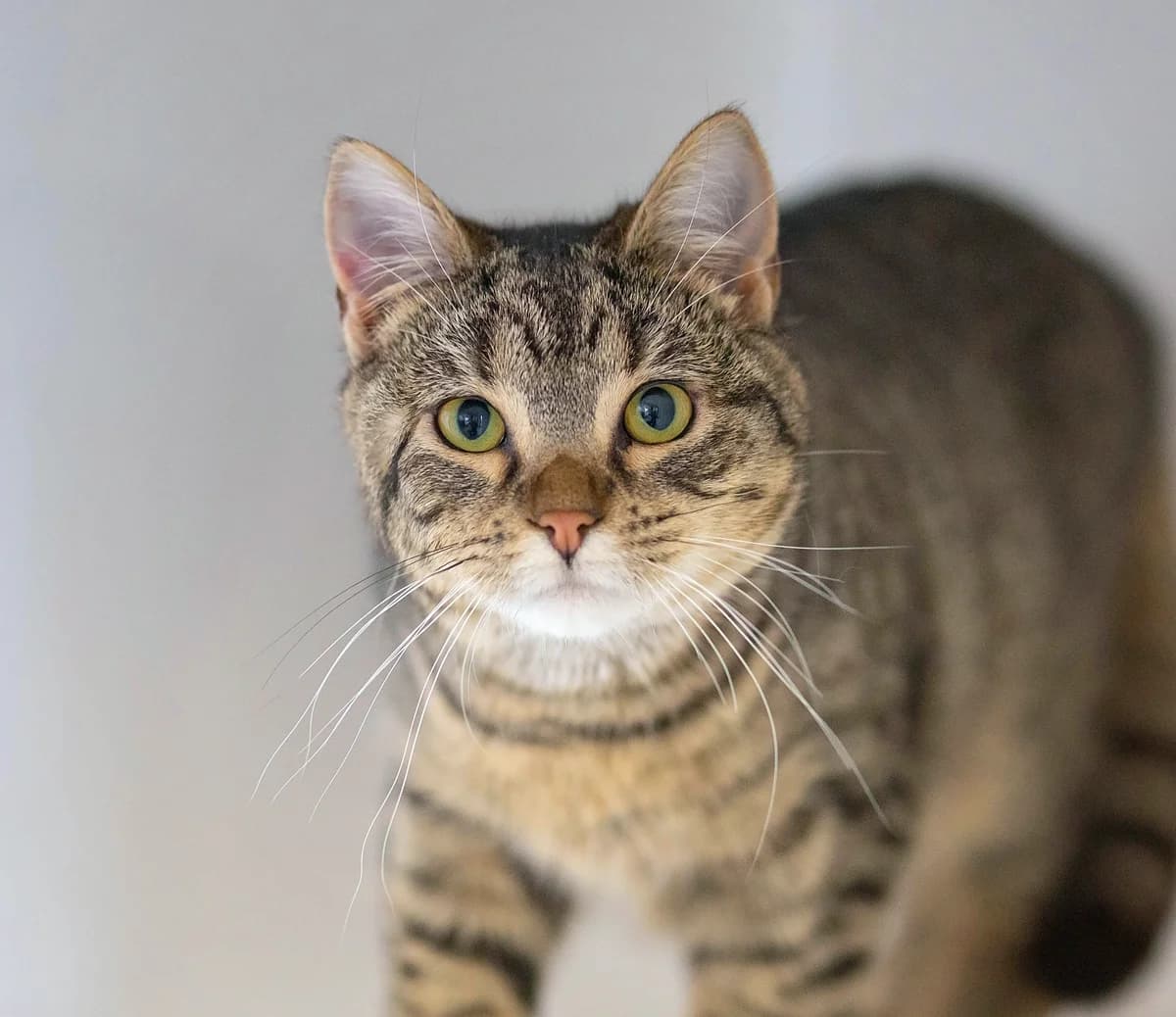 Willow - Domestic Short Hair cat available for adoption at SPCA New Zealand in Whanganui