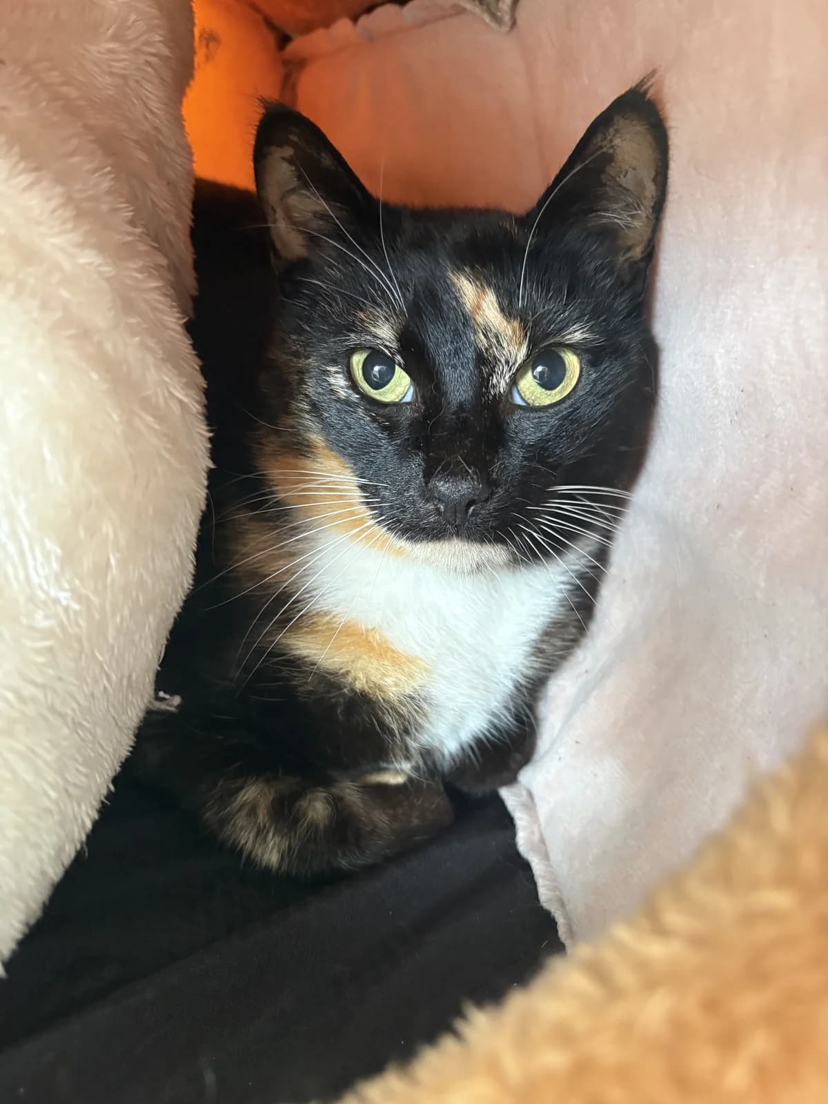 Oreo - Domestic Short Hair cat available for adoption at SPCA New Zealand in Levin