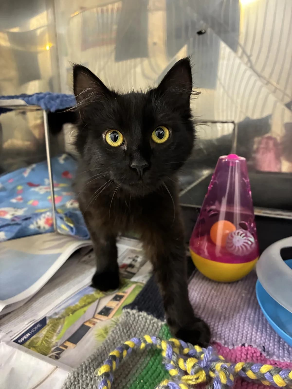 Cola - Domestic Medium Hair cat available for adoption at SPCA New Zealand in Whangārei