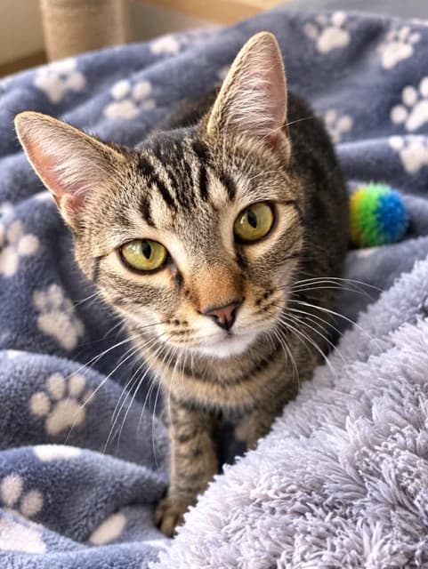 Zara - Domestic Short Hair cat available for adoption at SPCA New Zealand in Taupō