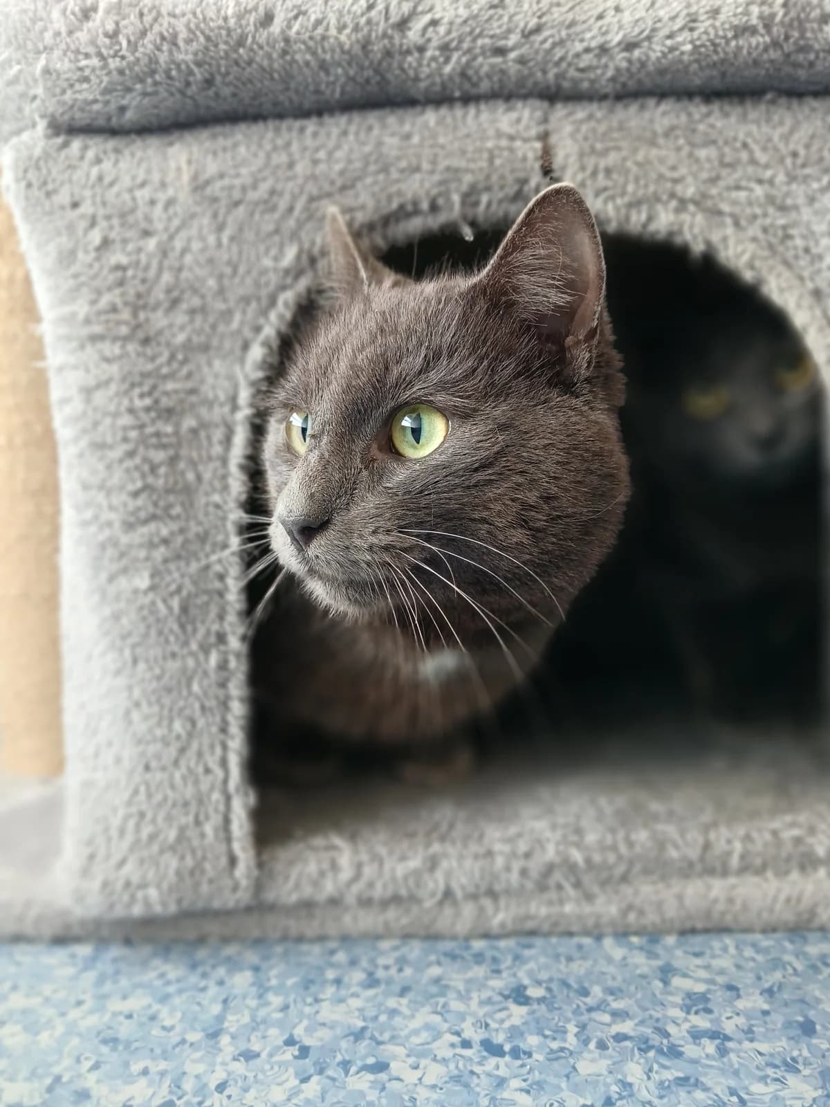 Rory - Domestic Short Hair cat available for adoption at SPCA New Zealand in Rotorua