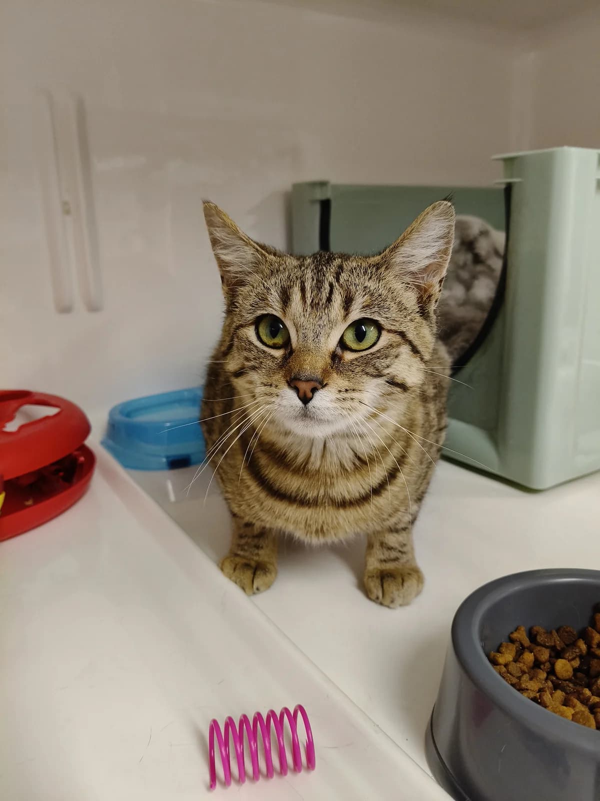 Rebel - Domestic Short Hair cat available for adoption at SPCA New Zealand in Timaru