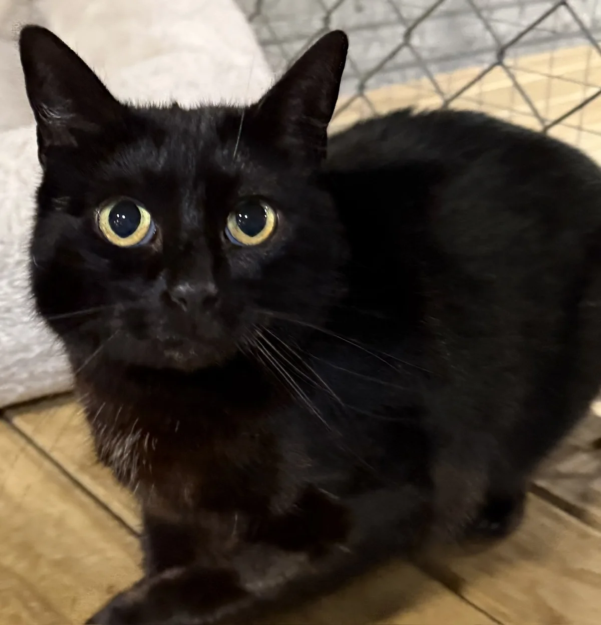 Alaska - Domestic Short Hair cat available for adoption at SPCA New Zealand in New Plymouth