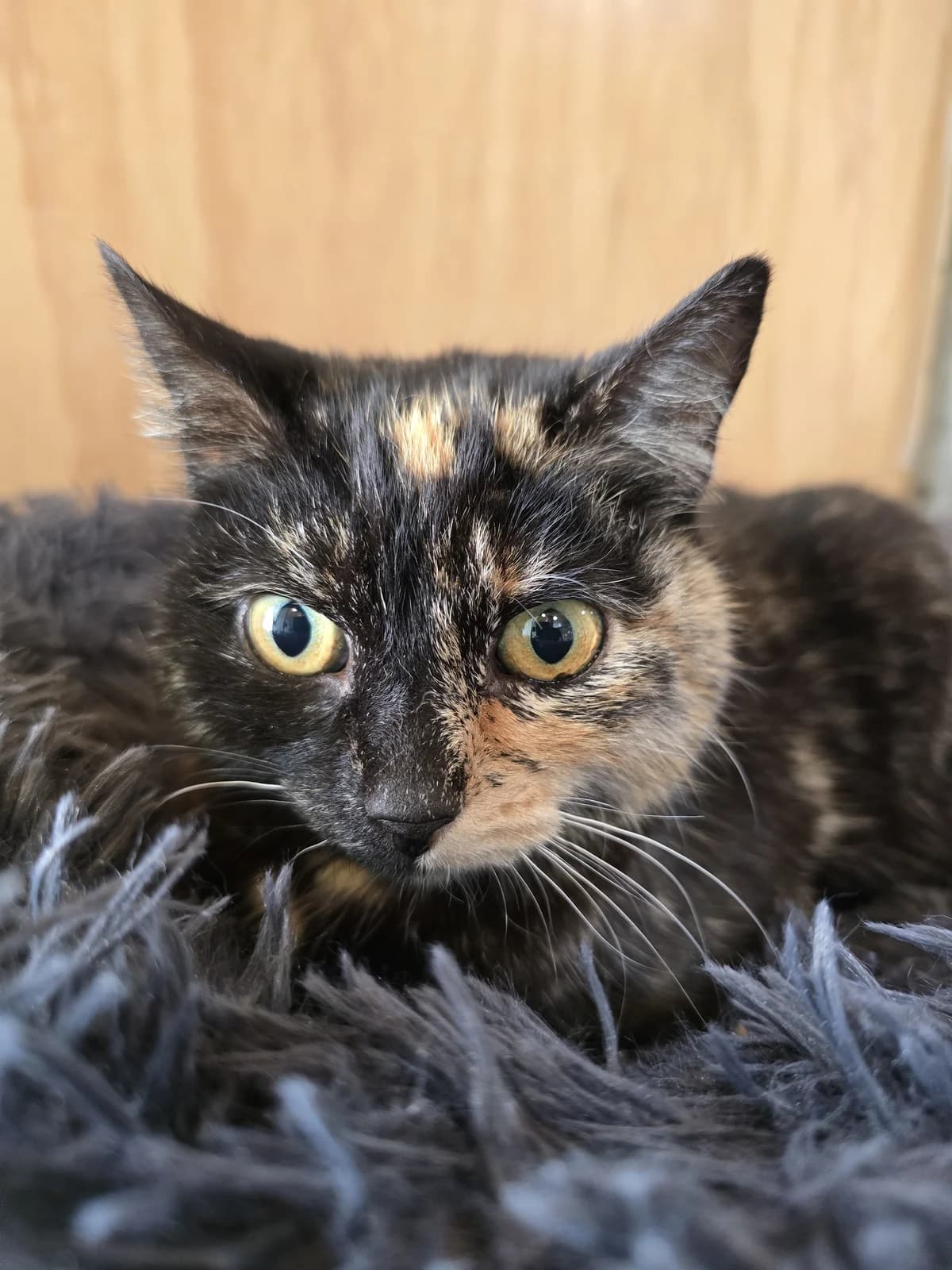 Montana - Domestic Short Hair cat available for adoption at SPCA New Zealand in New Plymouth