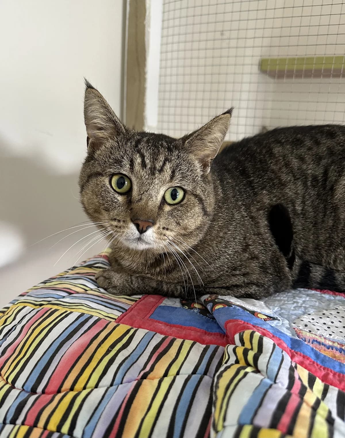 Scarface Mcstabby - Domestic Short Hair cat available for adoption at SPCA New Zealand in Kerikeri