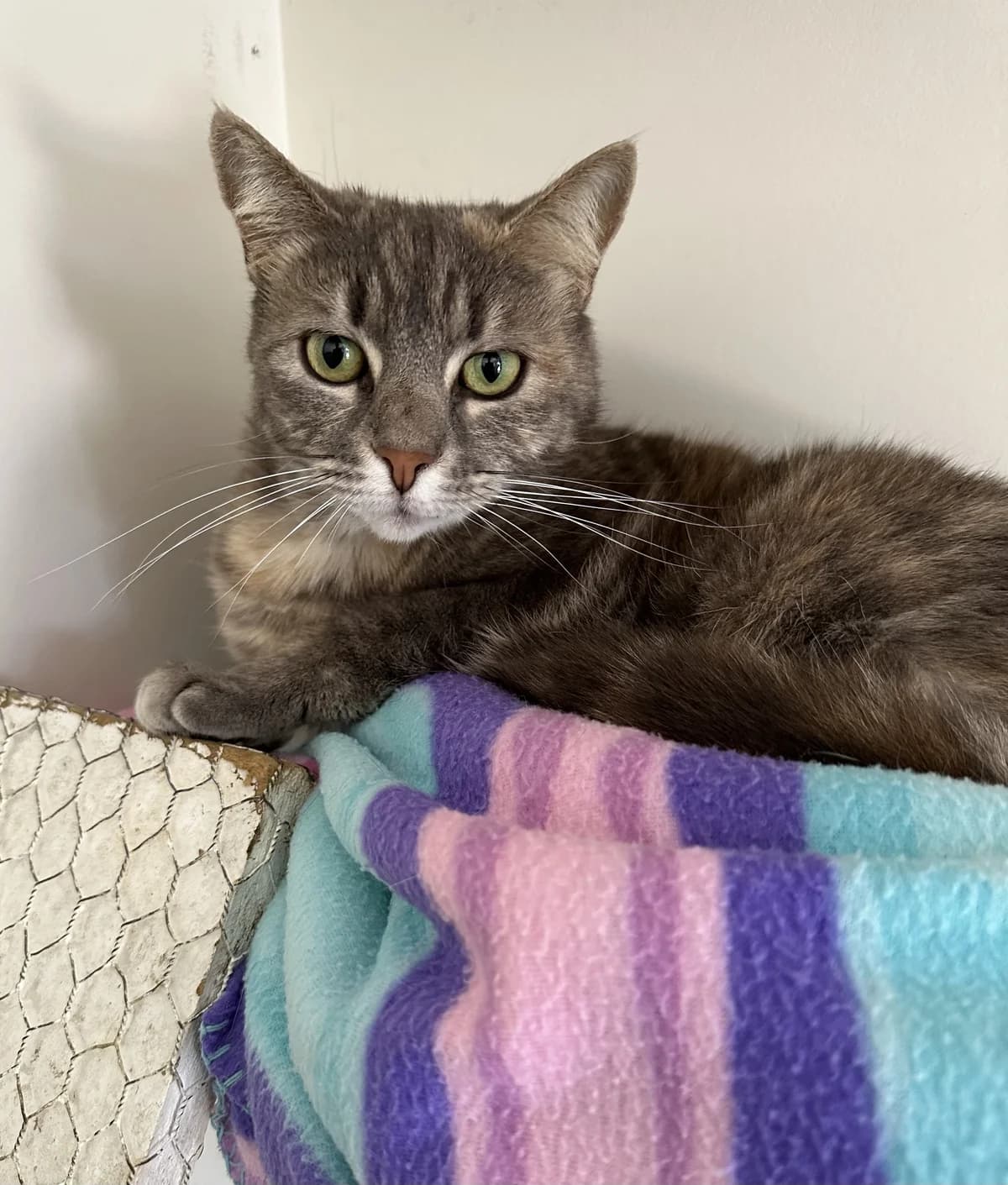 Countess Von Fang - Domestic Short Hair cat available for adoption at SPCA New Zealand in Kerikeri