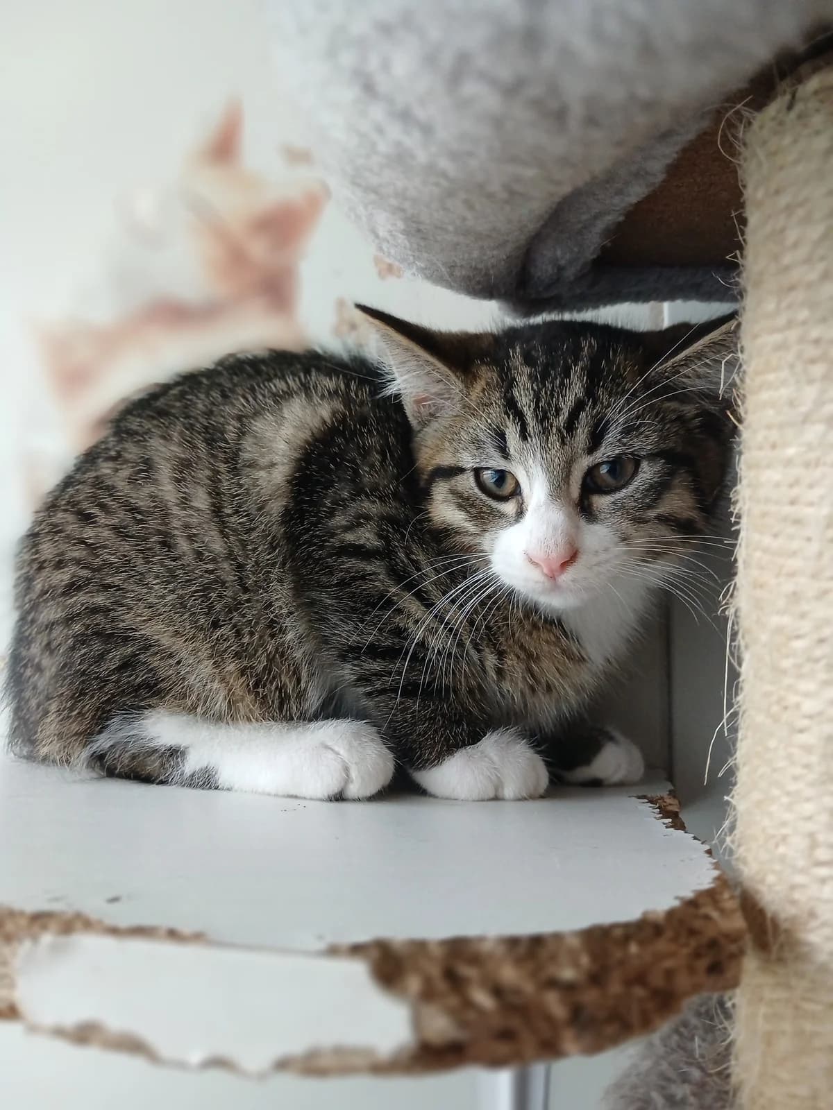 Rascal - Domestic Short Hair cat available for adoption at SPCA New Zealand in Rotorua