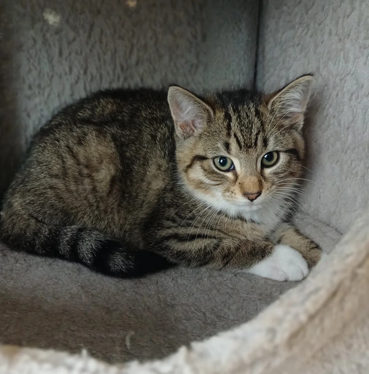 Tawny - Domestic Short Hair cat available for adoption at SPCA New Zealand in Rotorua
