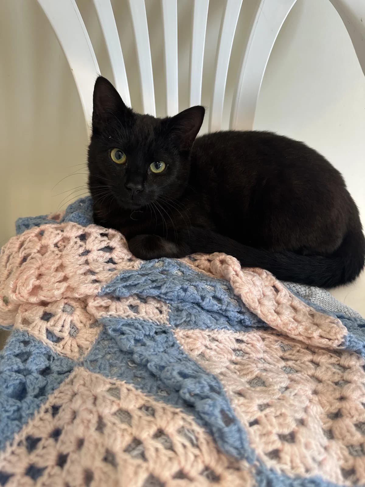 Boo - Domestic Short Hair cat available for adoption at SPCA New Zealand in Kerikeri