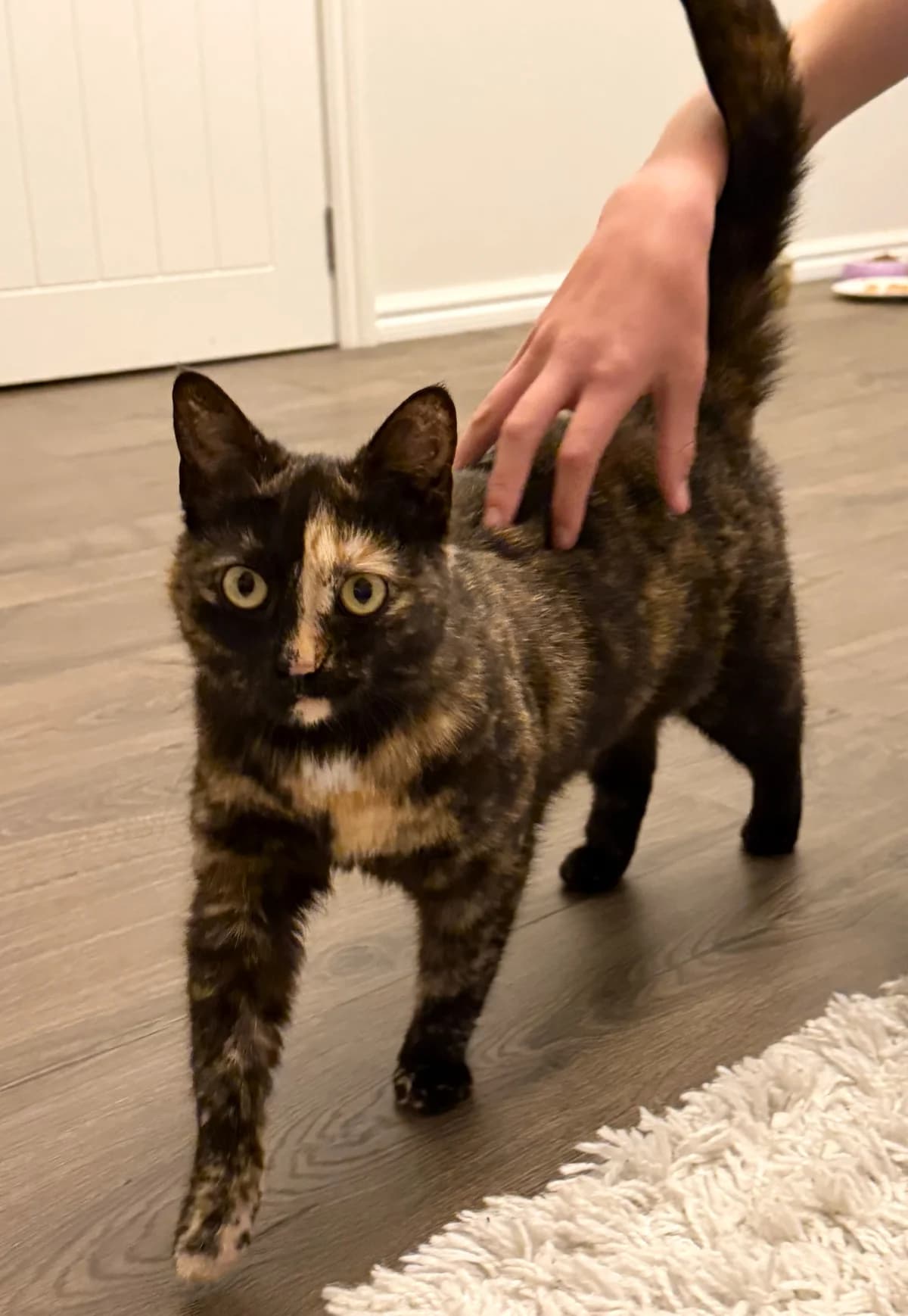 Lady Sybil - Domestic Short Hair cat available for adoption at SPCA New Zealand in Christchurch