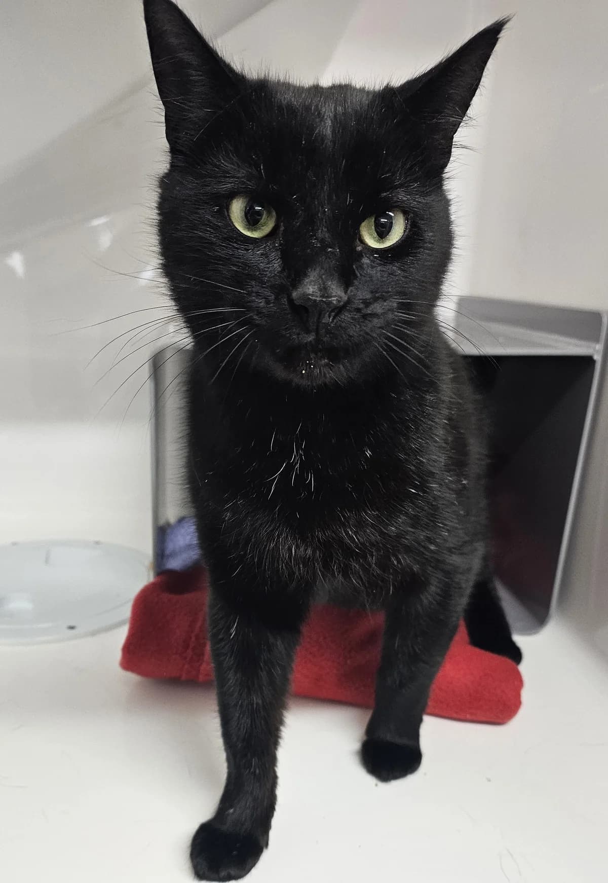 Captain Cook - Domestic Short Hair cat available for adoption at SPCA New Zealand in Levin