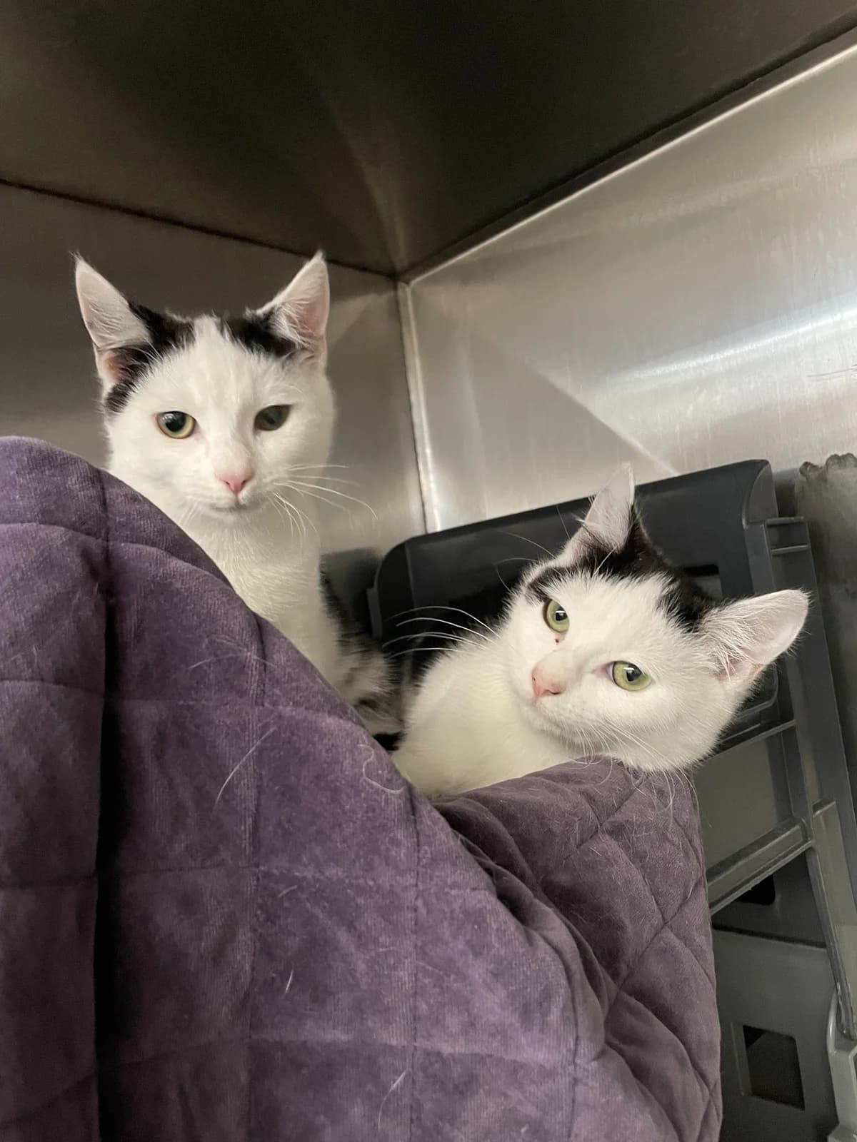 Margaret - Domestic Short Hair cat available for adoption at SPCA New Zealand in Auckland