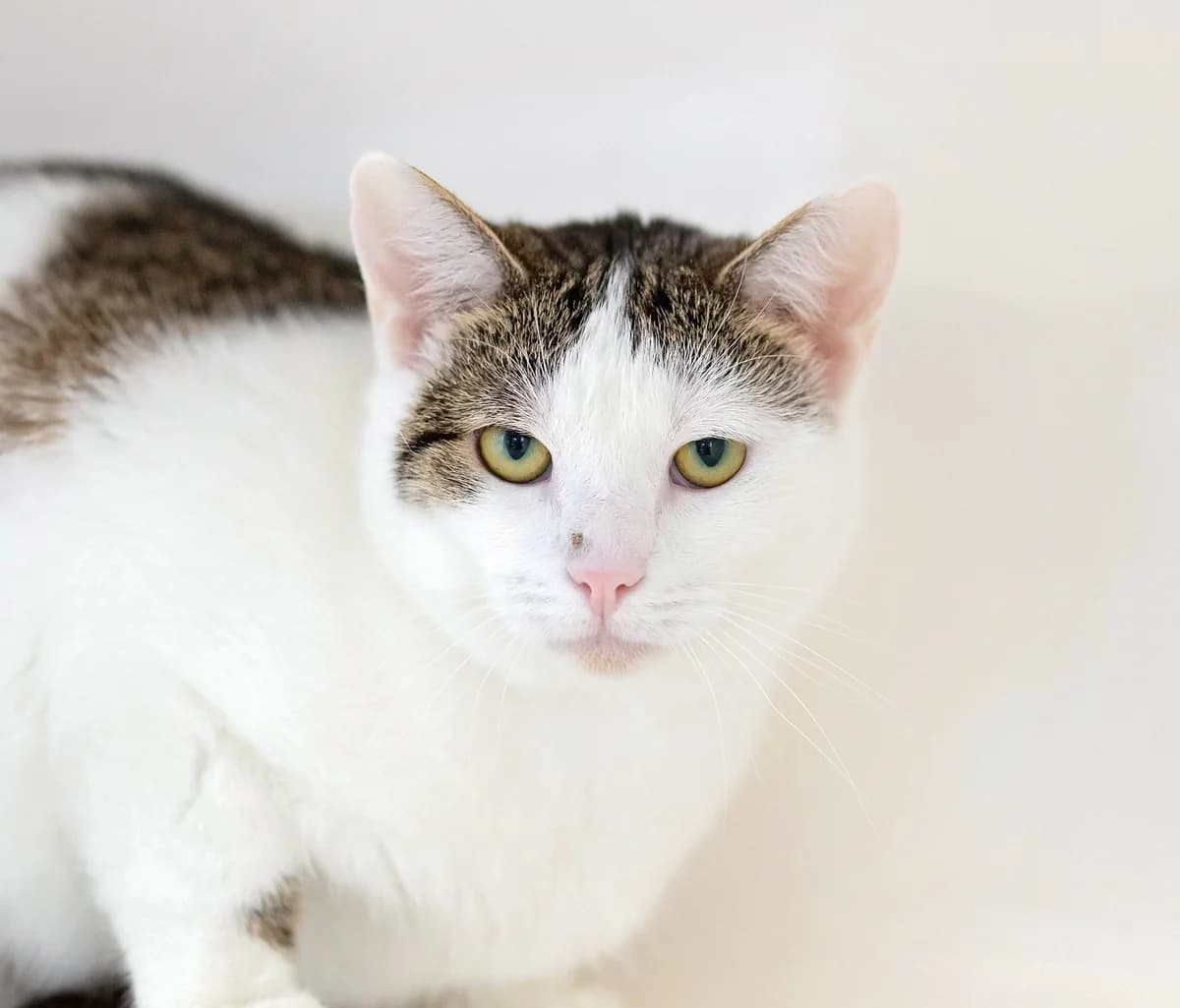 Elsa - Domestic Short Hair cat available for adoption at SPCA New Zealand in Whanganui