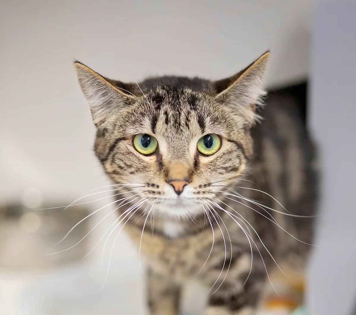 Sushi - Domestic Short Hair cat available for adoption at SPCA New Zealand in Whanganui