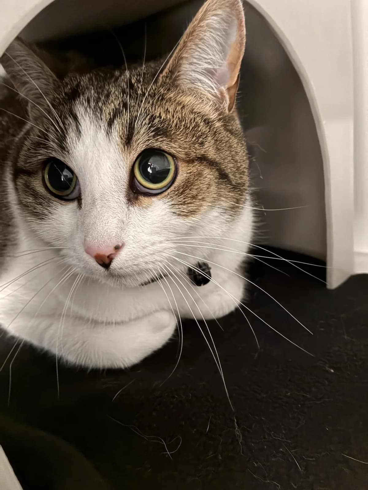 Milo - Domestic Short Hair cat available for adoption at SPCA New Zealand in Wellington