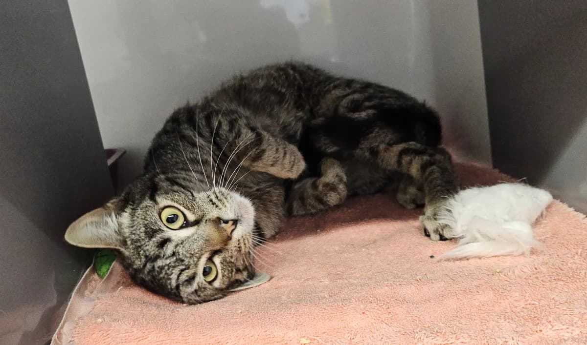 Cookie - Domestic Short Hair cat available for adoption at SPCA New Zealand in Dunedin