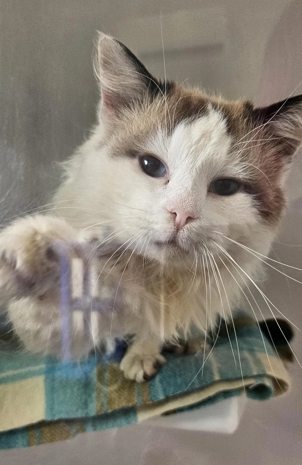 Loki - Ragdoll cat available for adoption at SPCA New Zealand in Hamilton