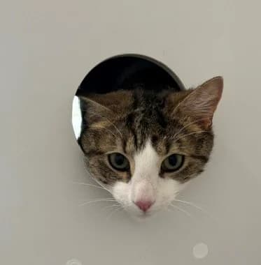 Tokomaru - Domestic Short Hair cat available for adoption at SPCA New Zealand in Wellington