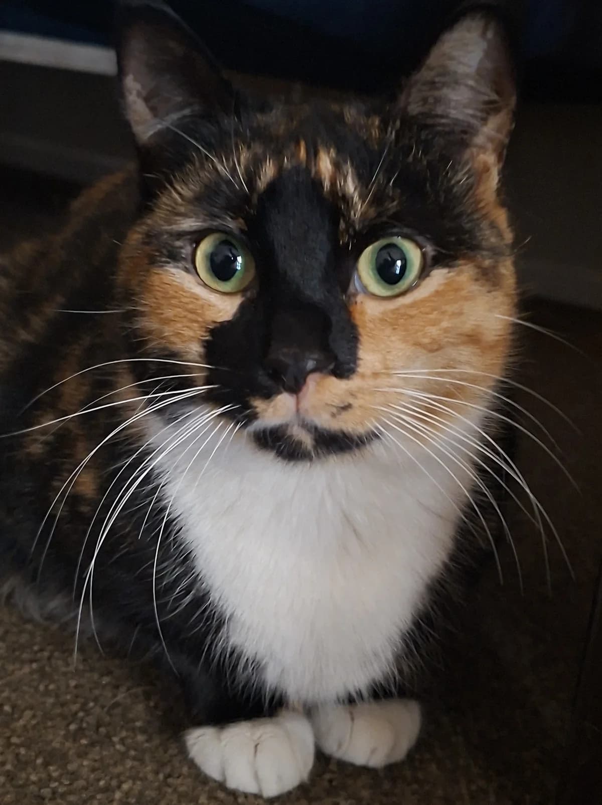 Twix - Domestic Short Hair cat available for adoption at SPCA New Zealand in Wellington
