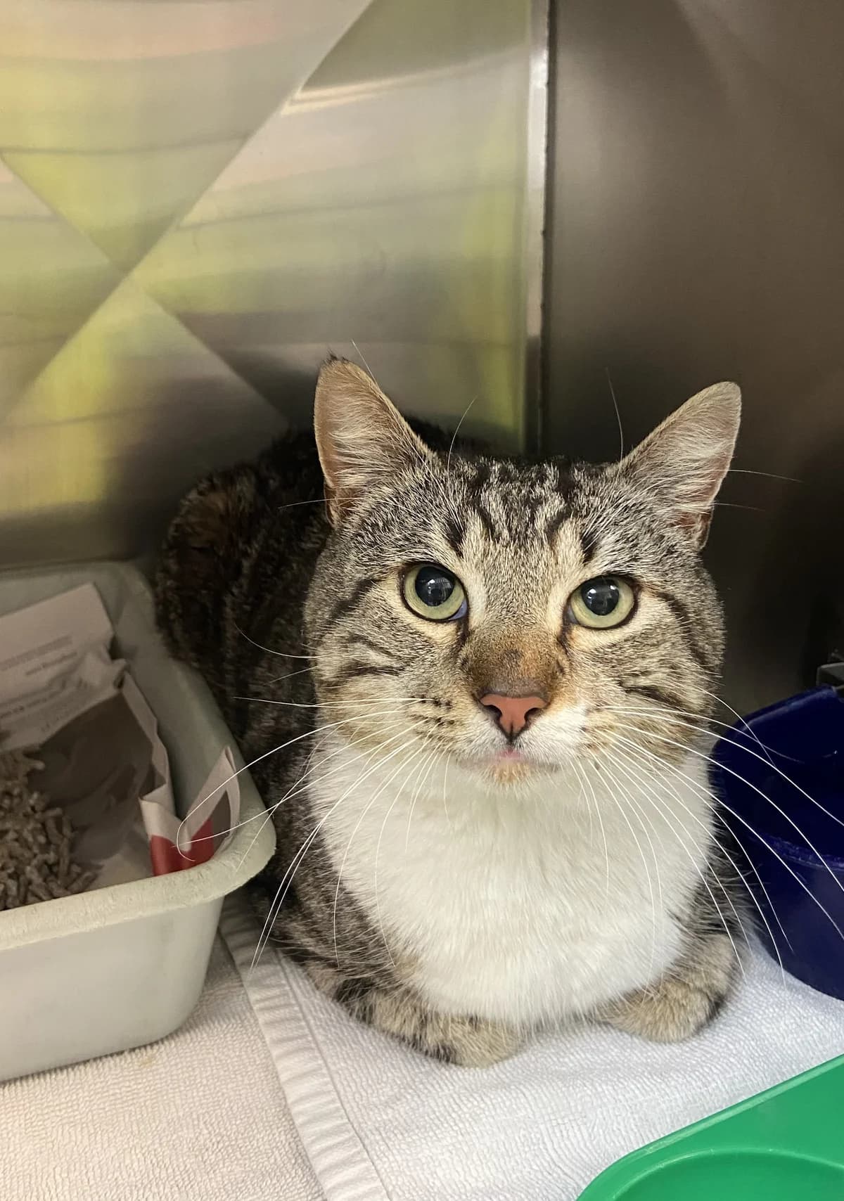 Hermes - Domestic Short Hair cat available for adoption at SPCA New Zealand in Auckland