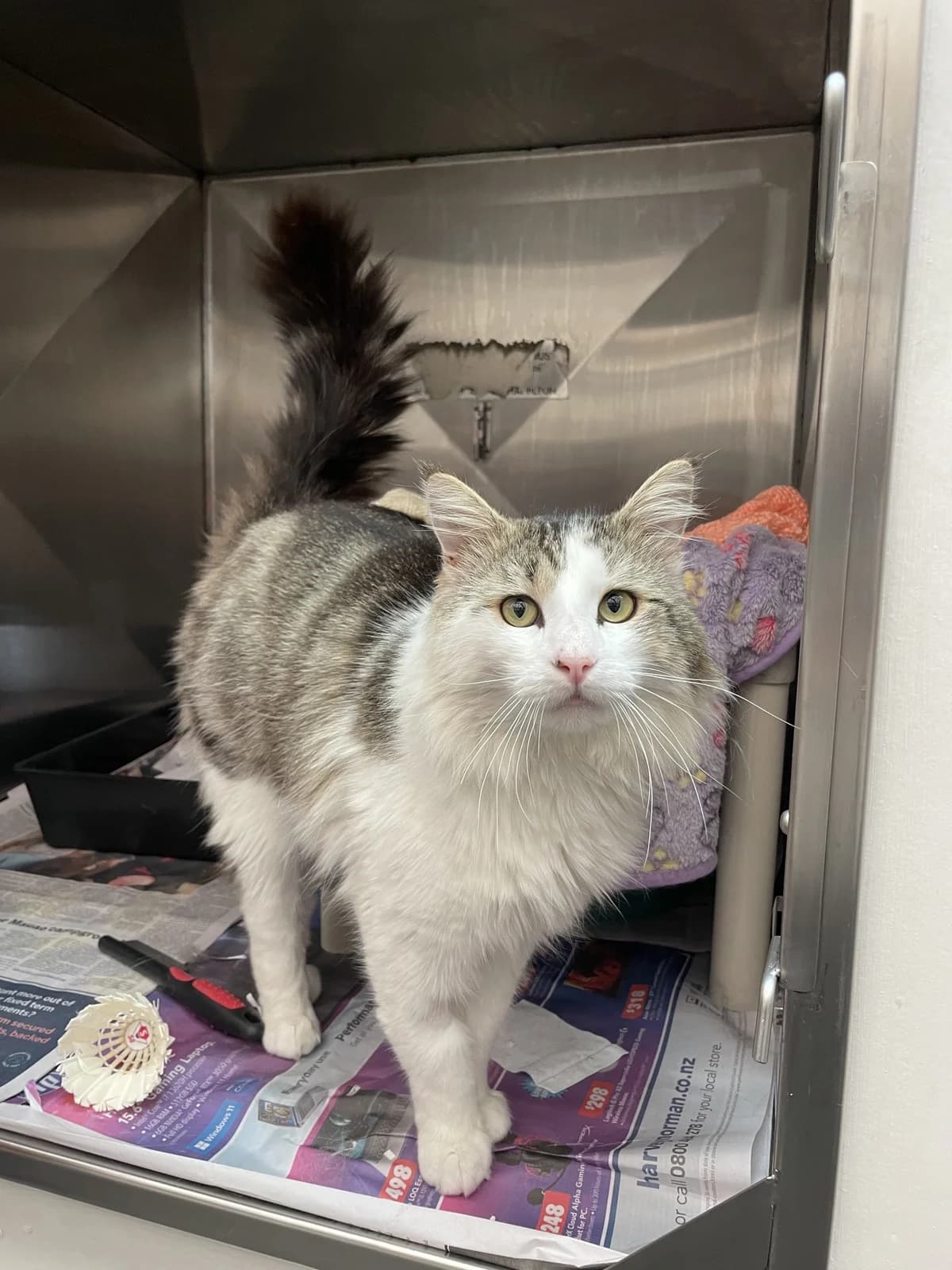 Cruz - Domestic Medium Hair cat available for adoption at SPCA New Zealand in Auckland