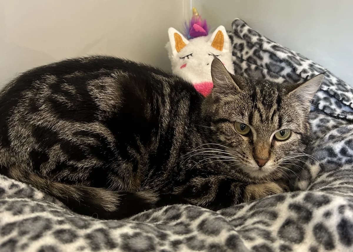 Hannah - Domestic Short Hair cat available for adoption at SPCA New Zealand in Blenheim