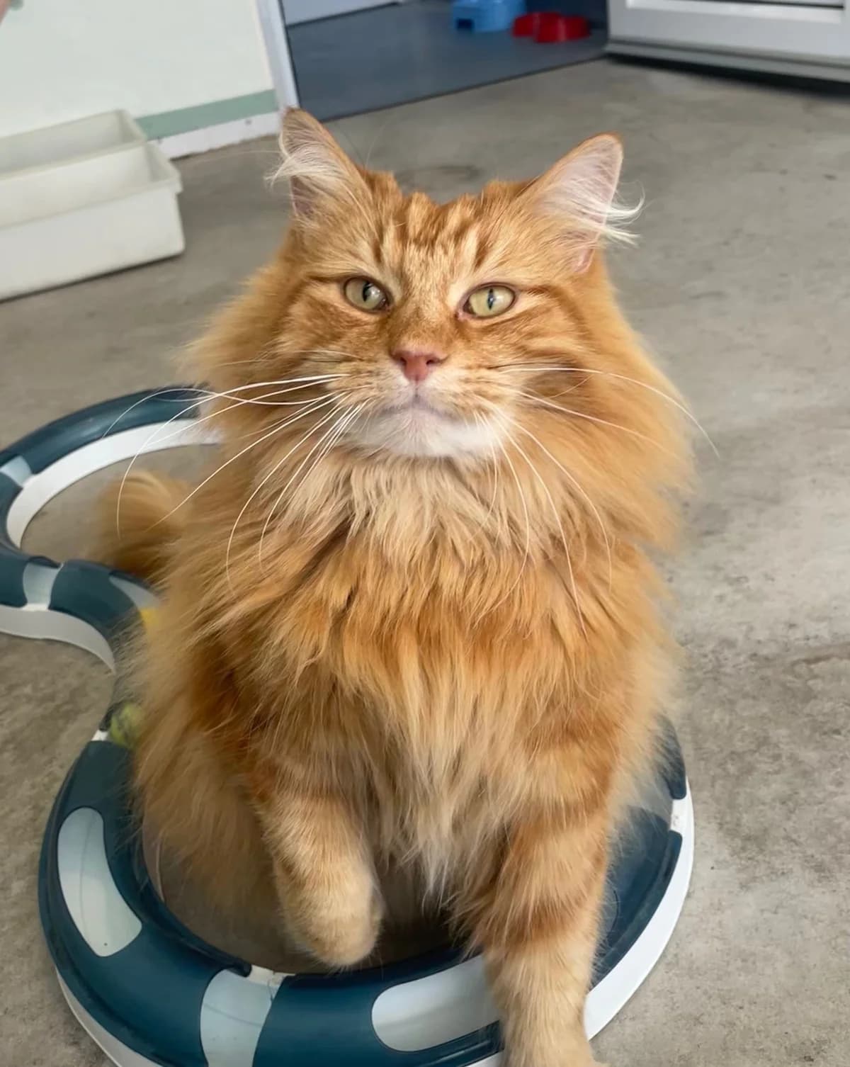 Herman - Domestic Medium Hair cat available for adoption at SPCA New Zealand in Christchurch