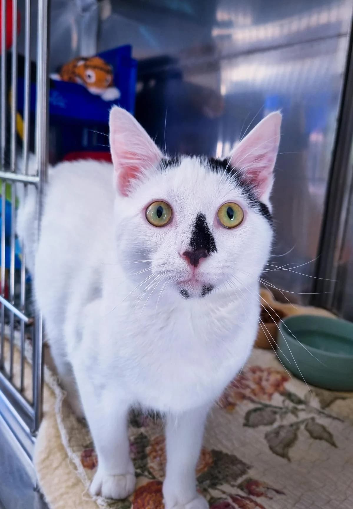 Casper - Domestic Short Hair cat available for adoption at SPCA New Zealand in Gisborne