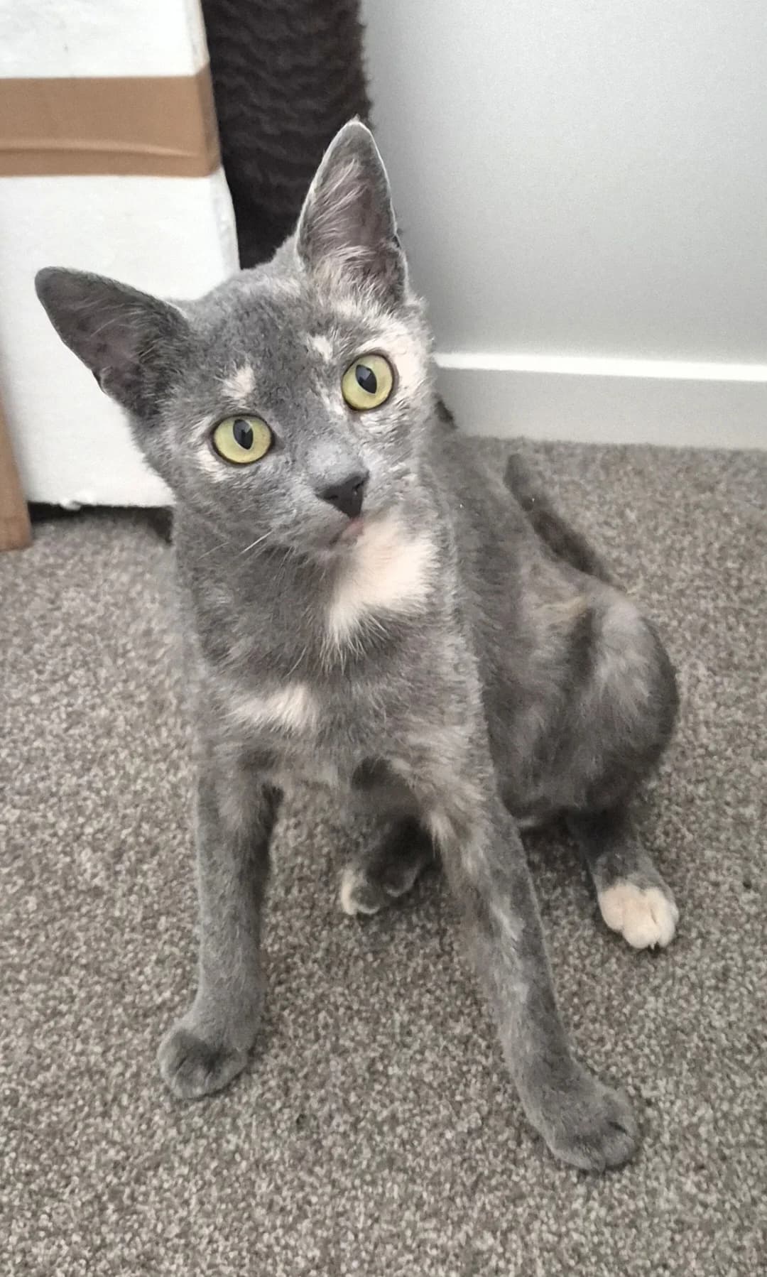 Cookie - Domestic Short Hair cat available for adoption at SPCA New Zealand in Rotorua