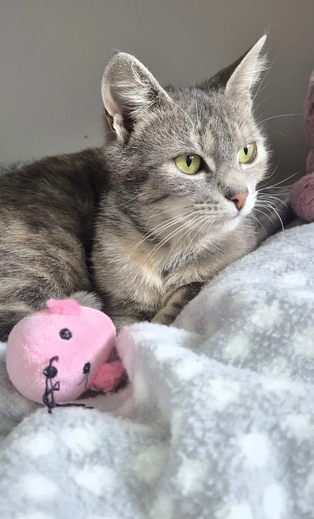 Willow - Domestic Short Hair cat available for adoption at SPCA New Zealand in Rotorua
