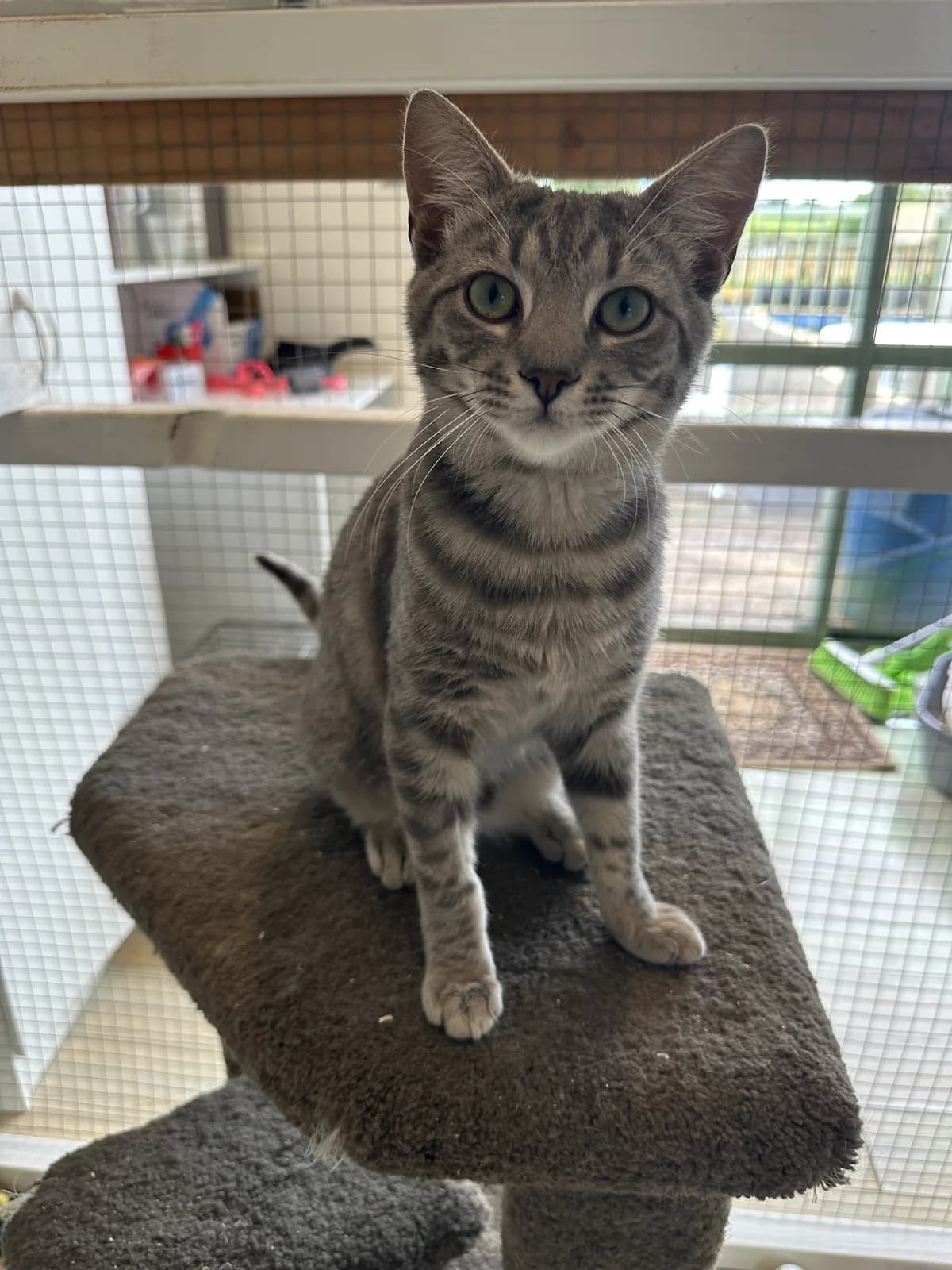Spirit - Domestic Short Hair cat available for adoption at SPCA New Zealand in Kerikeri