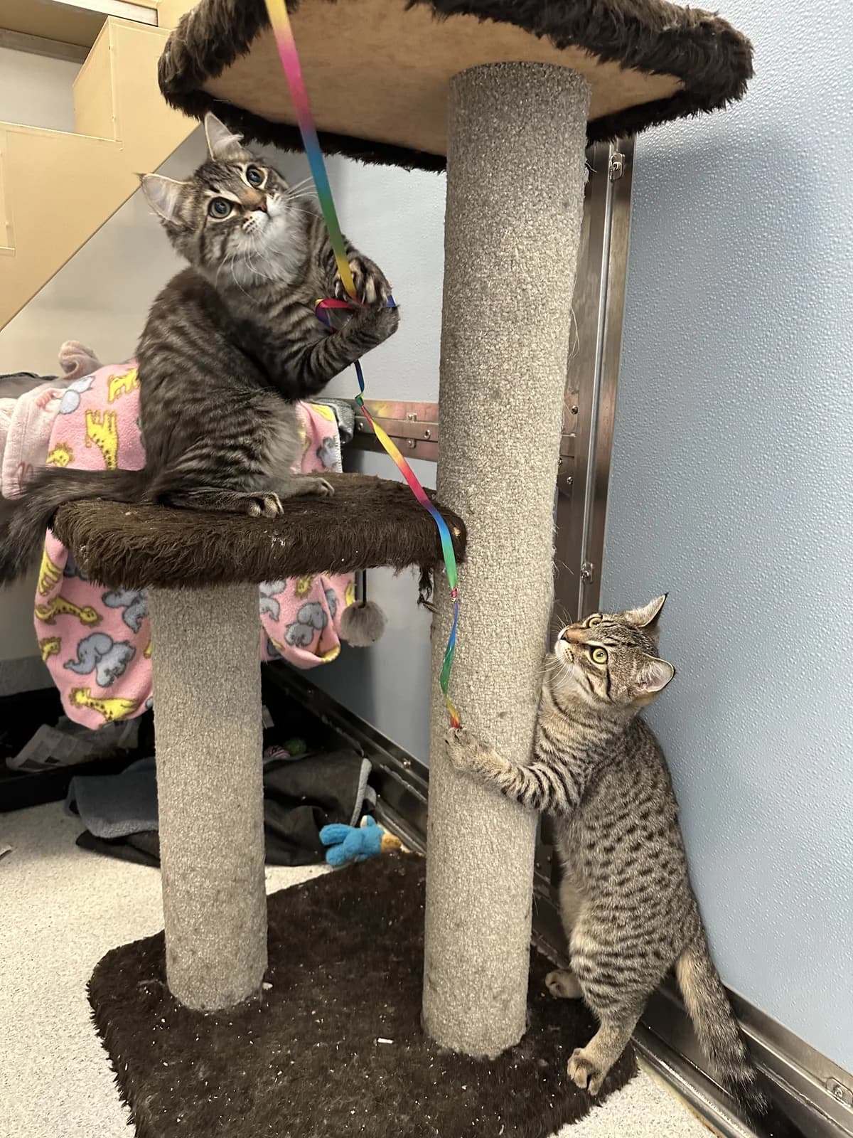 Joshua - Domestic Short Hair cat available for adoption at SPCA New Zealand in Auckland
