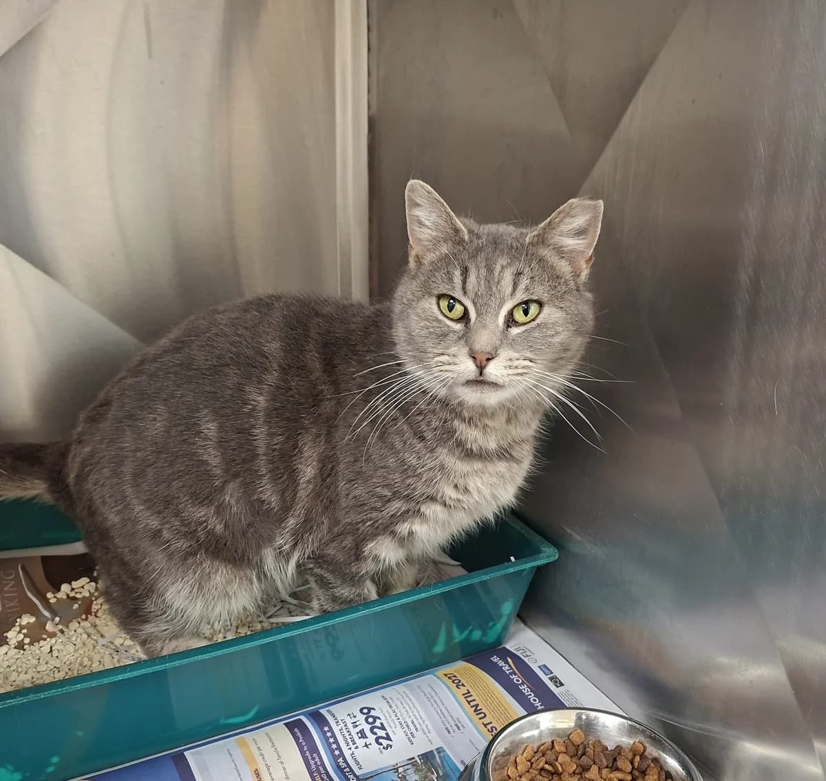 Ellie - Domestic Short Hair cat available for adoption at SPCA New Zealand in Auckland