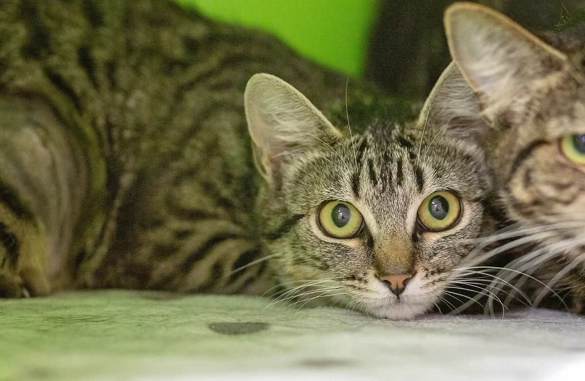 Custard - Domestic Short Hair cat available for adoption at SPCA New Zealand in Whanganui