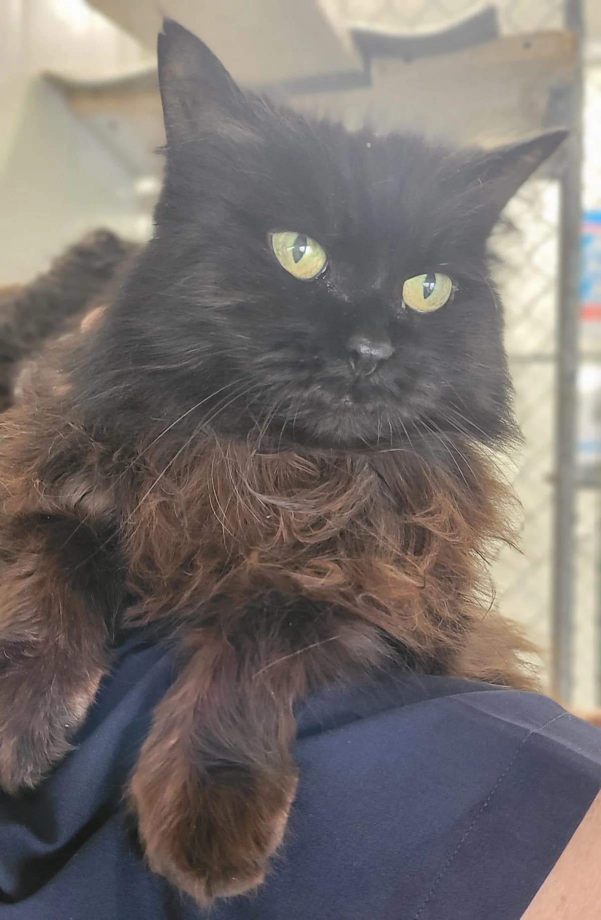Princess - Domestic Medium Hair cat available for adoption at SPCA New Zealand in Nelson
