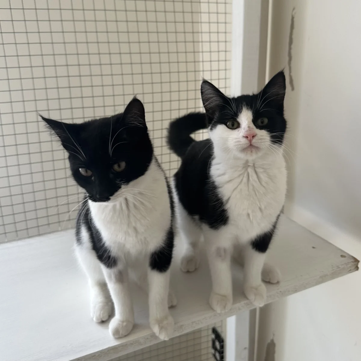 Trick - Domestic Short Hair cat available for adoption at SPCA New Zealand in Kerikeri