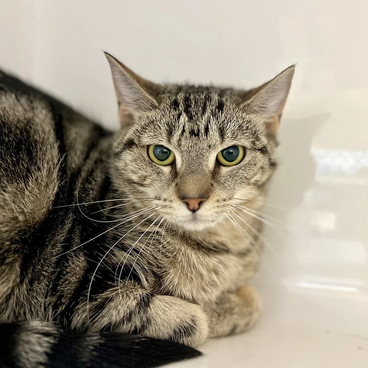 Penny - Domestic Short Hair cat available for adoption at SPCA New Zealand in Whanganui