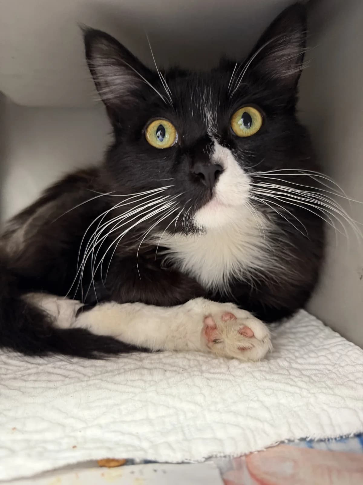 Spencer Reid - Domestic Medium Hair cat available for adoption in Hamilton